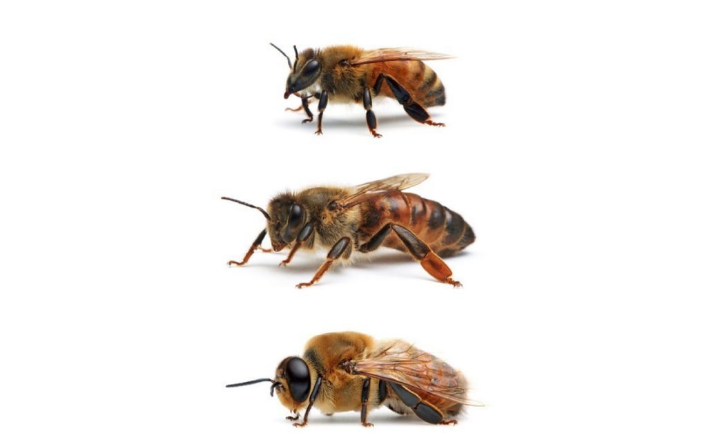 Как отличить матку. Пчела матка трутень. Спаривание пчелиной матки и трутня. Матка трутень рабочая пчела. Медоносная пчела, трутень матка.